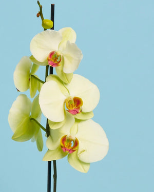 Personalised Orchid