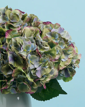 Unreal Green Hydrangea