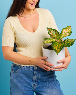 Dalmation Plant + Pot