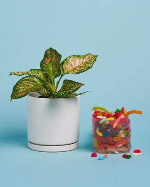 Plant + Lolly Box