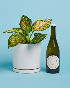 Plant + Prosecco