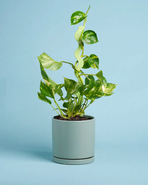 Devils Ivy Plant Pot + Wavy Stake