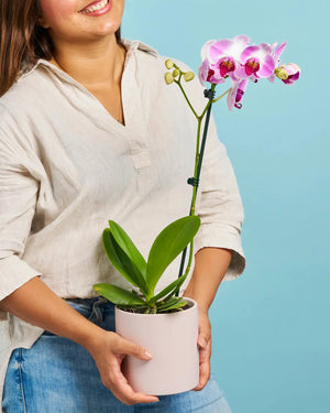 Orchid Plant + Pot