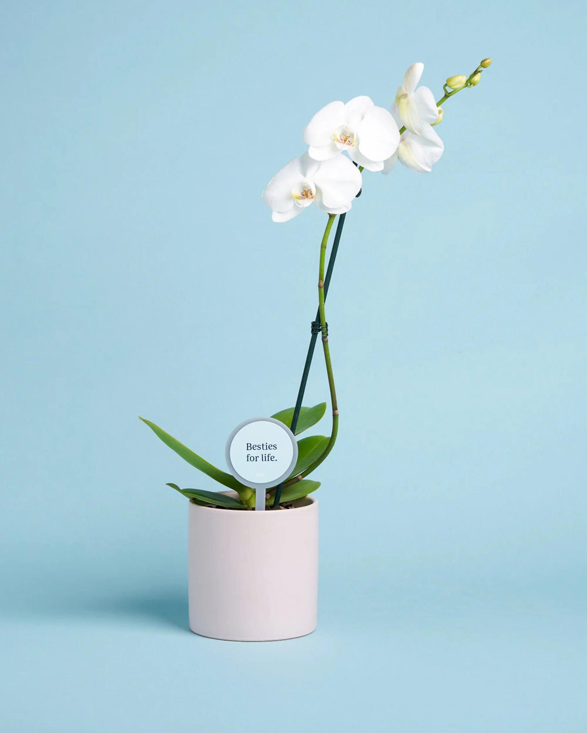 Personalised Orchid