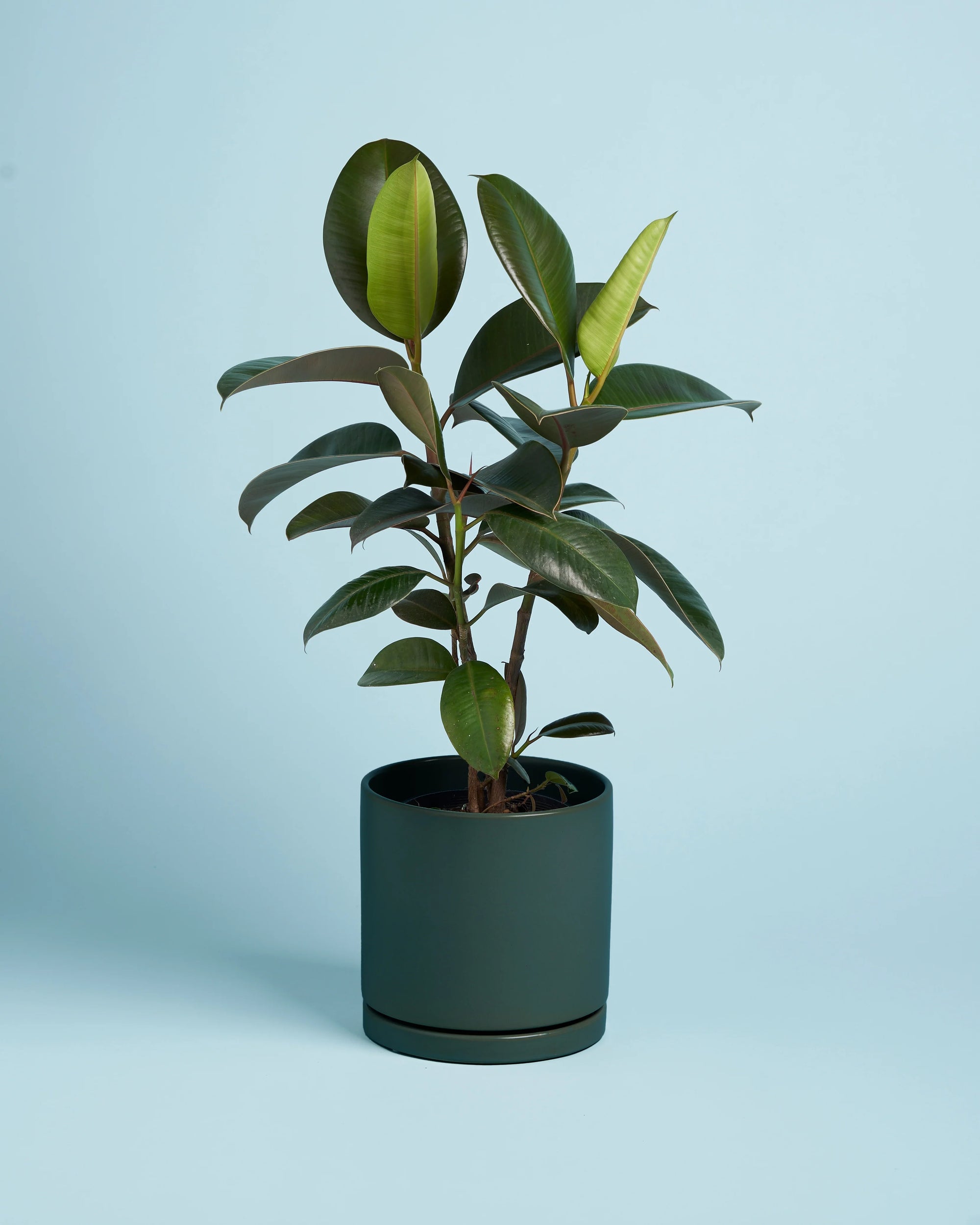 Plant + Teal Pot