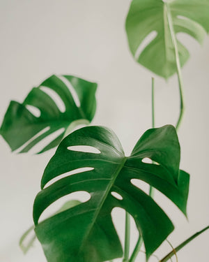 Monstera Plant + Pot