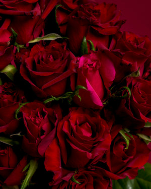 Red Hot Roses - by Rose Rush