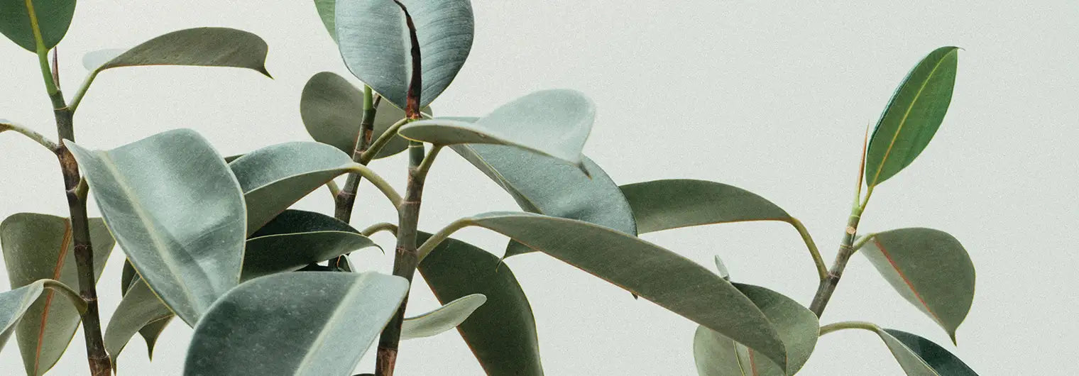 The Best Low Maintenance Indoor Plants