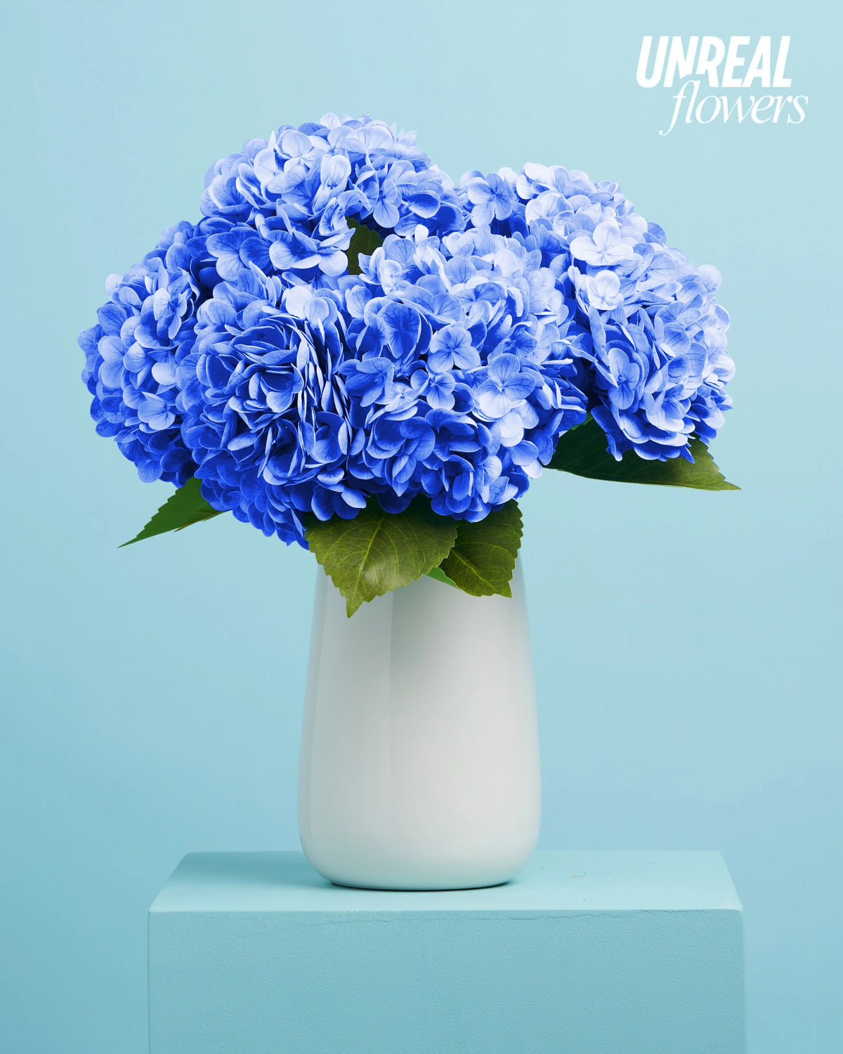 Unreal Blue Hydrangea
