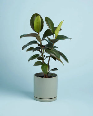 Plant + Sage Pot
