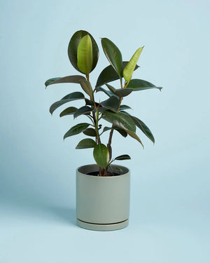 Plant Lover B'day Box