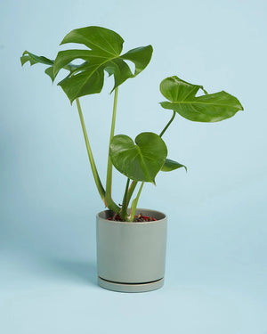 Plant + Sage Pot