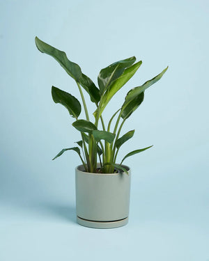 Plant + Sage Pot