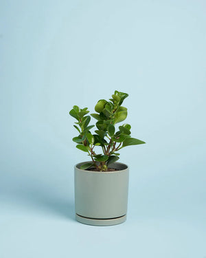 Plant + Sage Pot