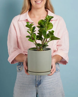 Plant + Sage Pot