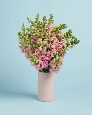 Snapdragons + Vase