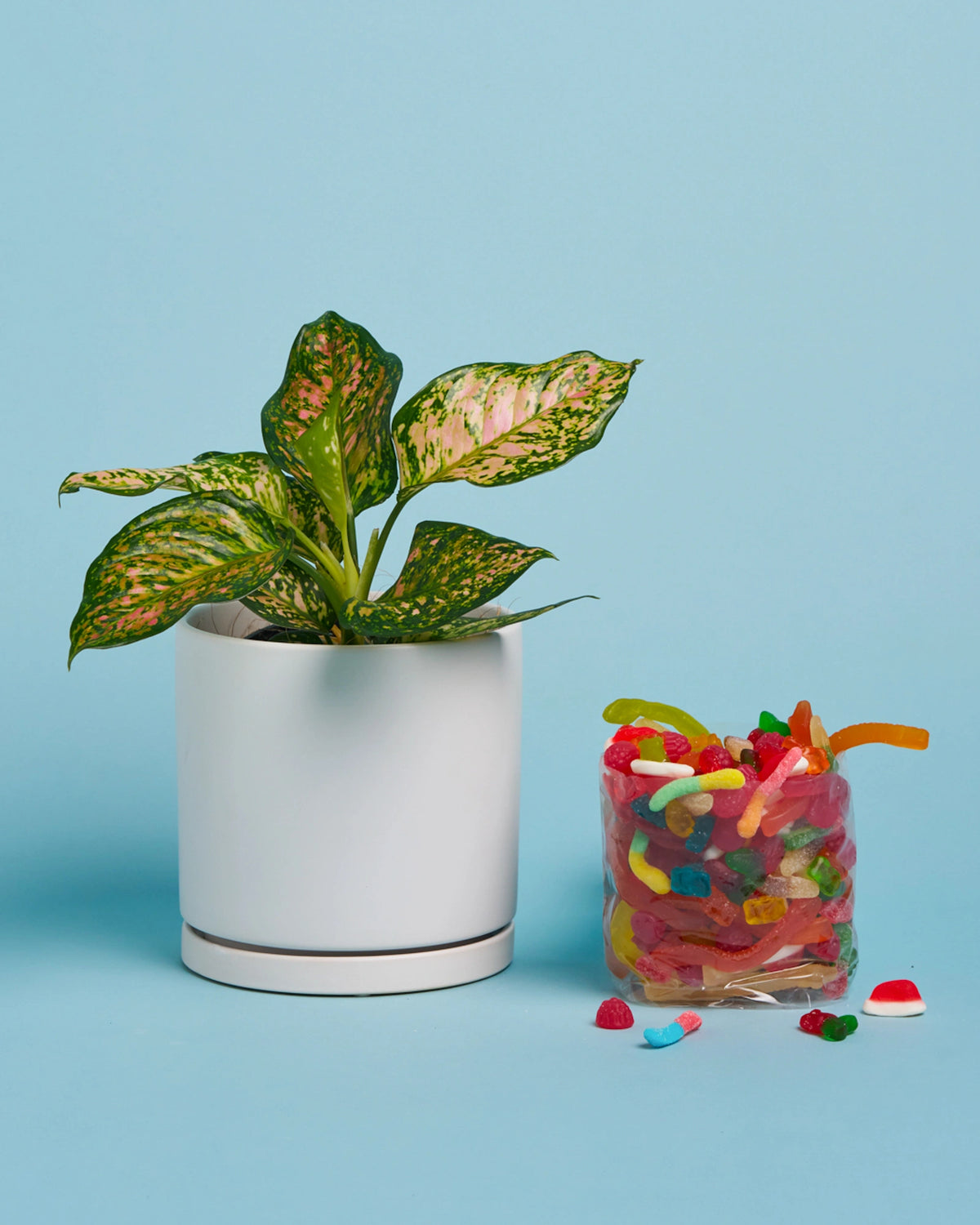 Plant + Lolly Box