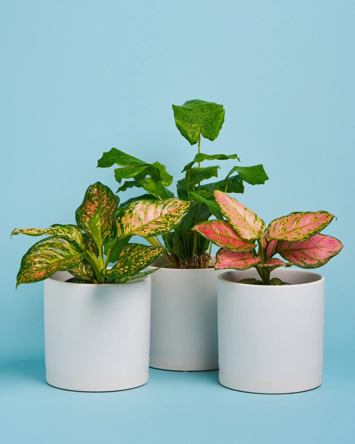 Personalised Plant + Pot