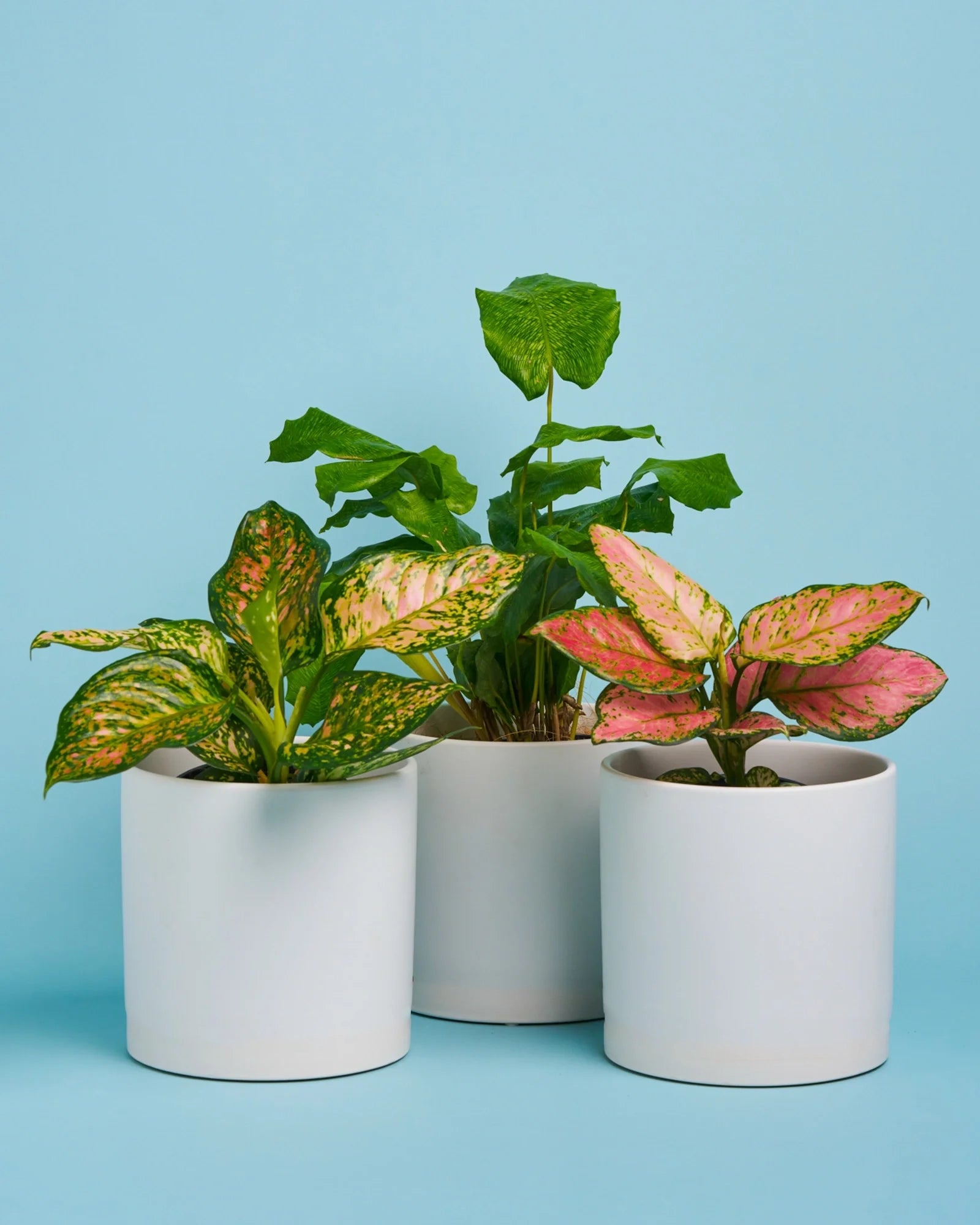 Dalmation Plant + Pot