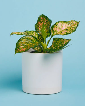 Dalmation Plant + Pot