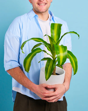 Happy Plant + Pot