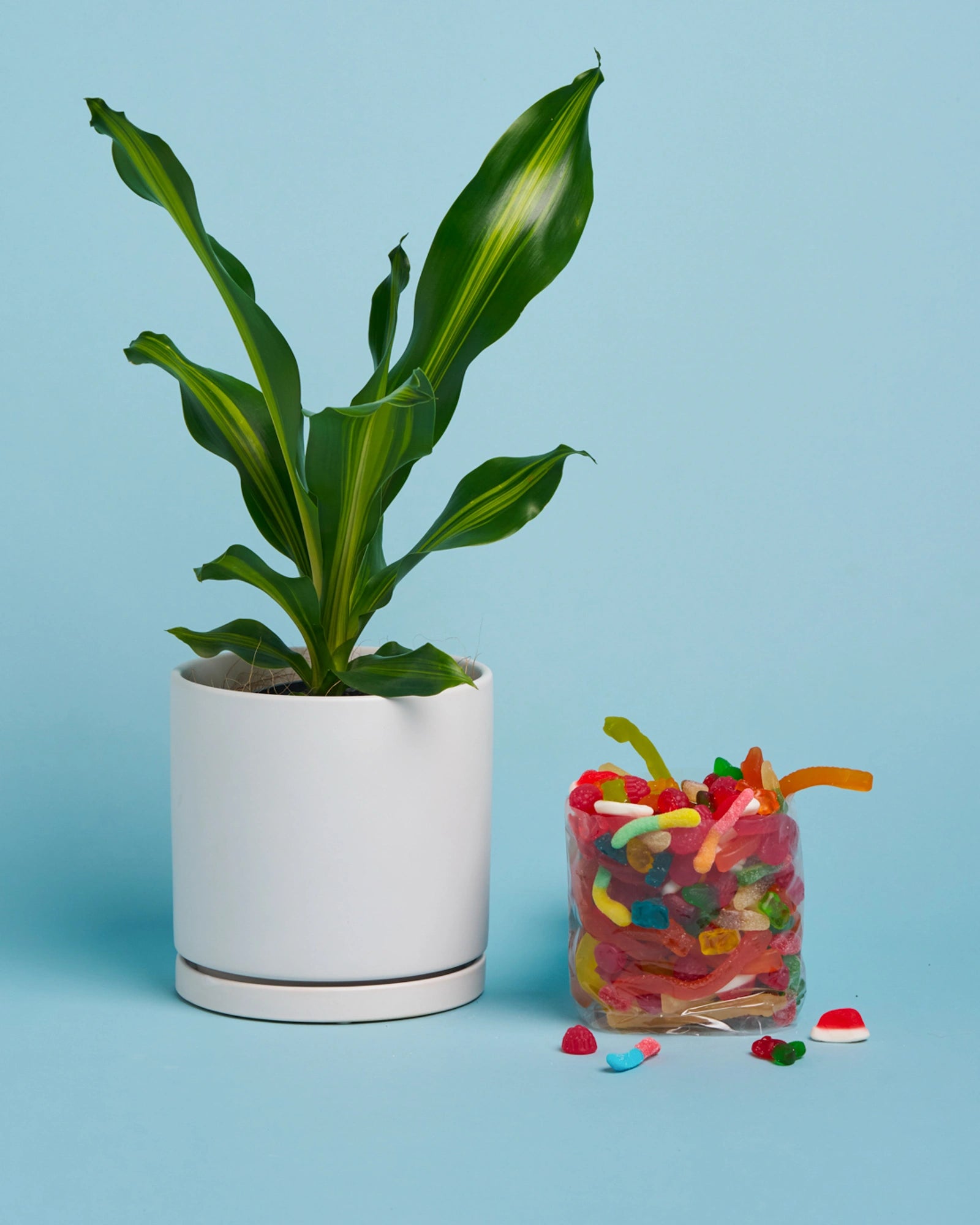 Plant + Lolly Box