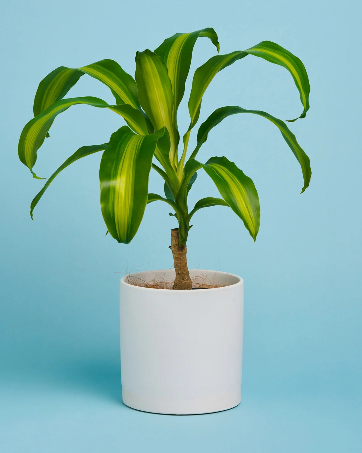 happy plant pot Happy Plant + Pot