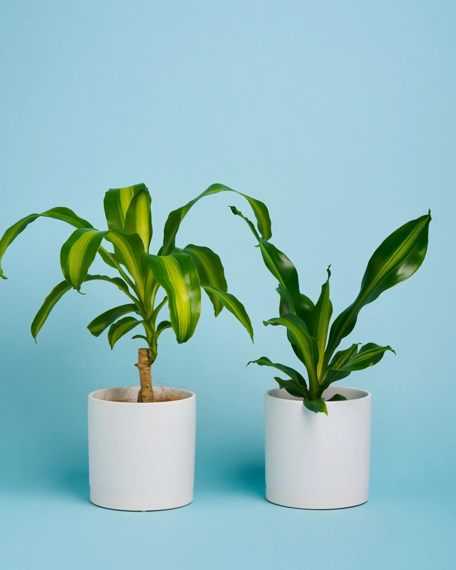 Happy Plant + Pot