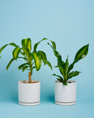 Happy Plant + Pot