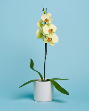 Orchid Plant + Pot