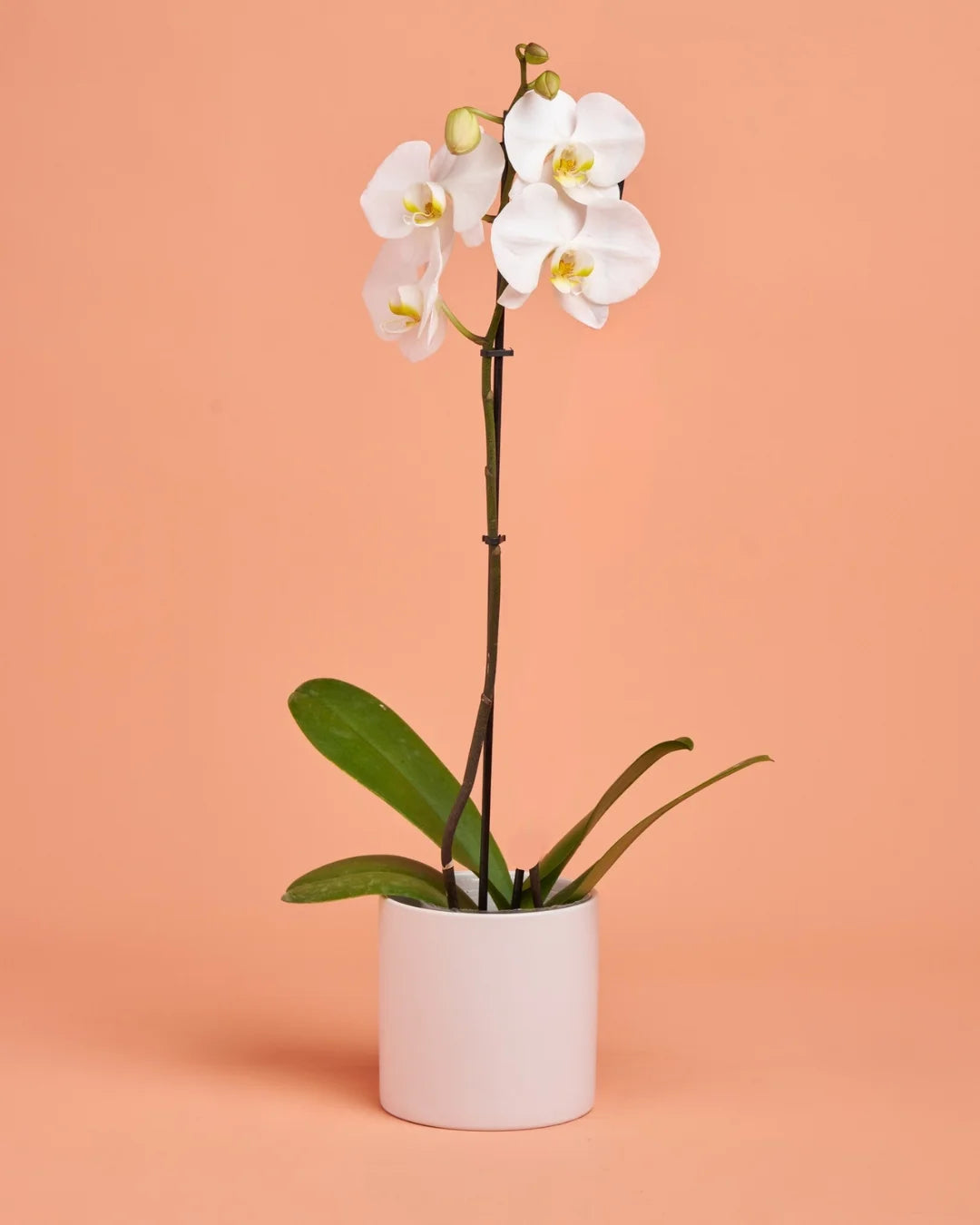 Orchid Plant + Pot