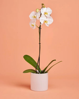 Orchid Plant + Pot