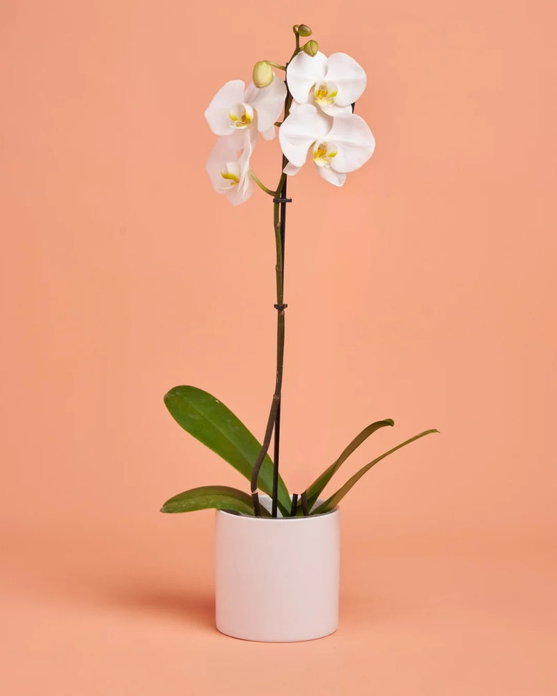 Orchid Plant + Pot