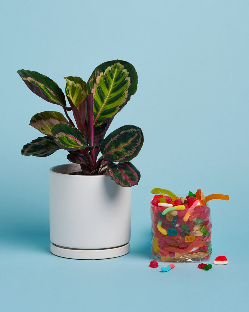 Plant + Lolly Box