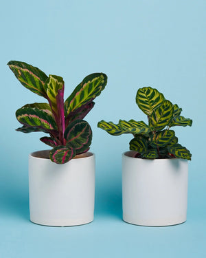 Personalised Plant + Pot