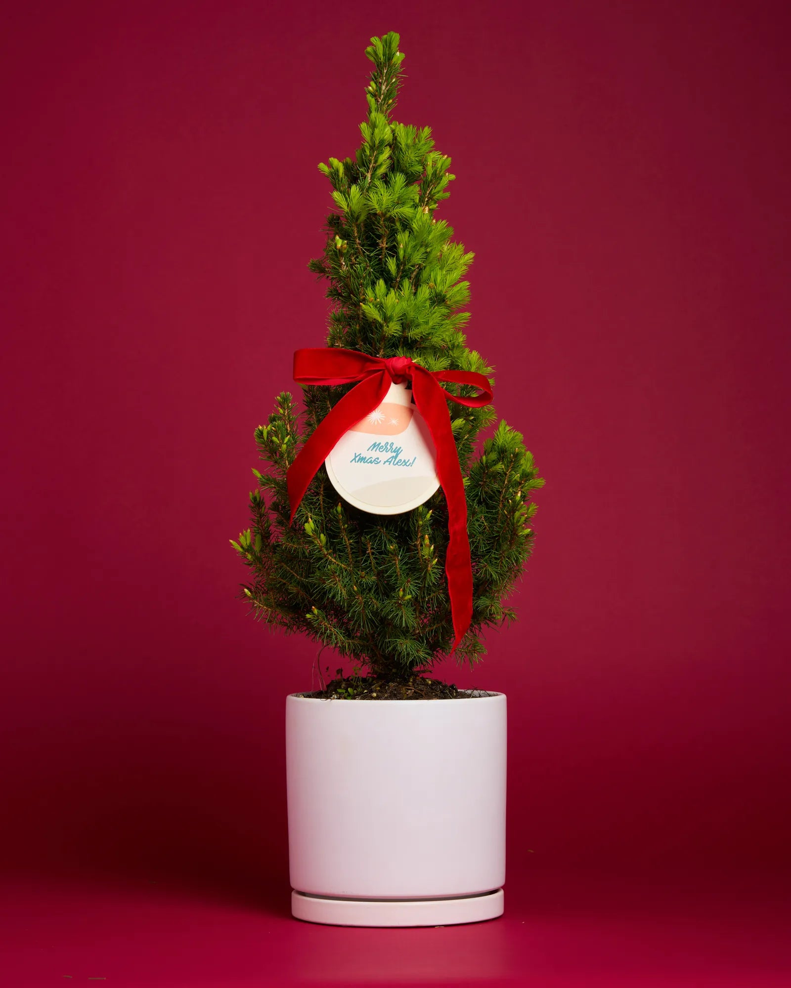 Personalised Xmas Tree with Bauble + Pot