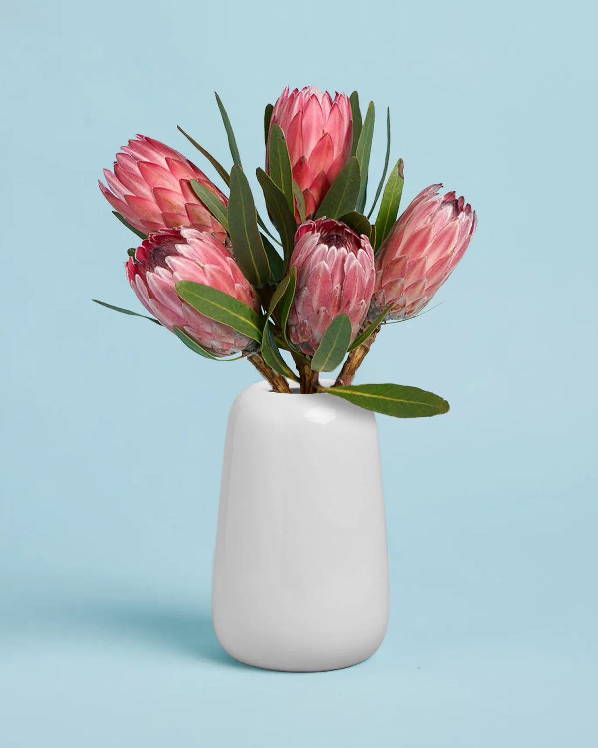 Proteas + Vase