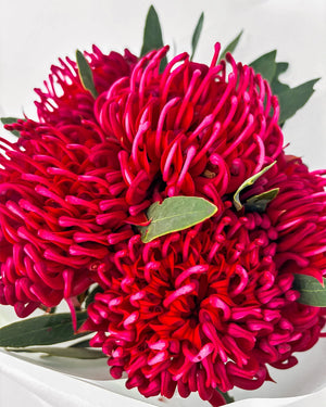 Waratahs