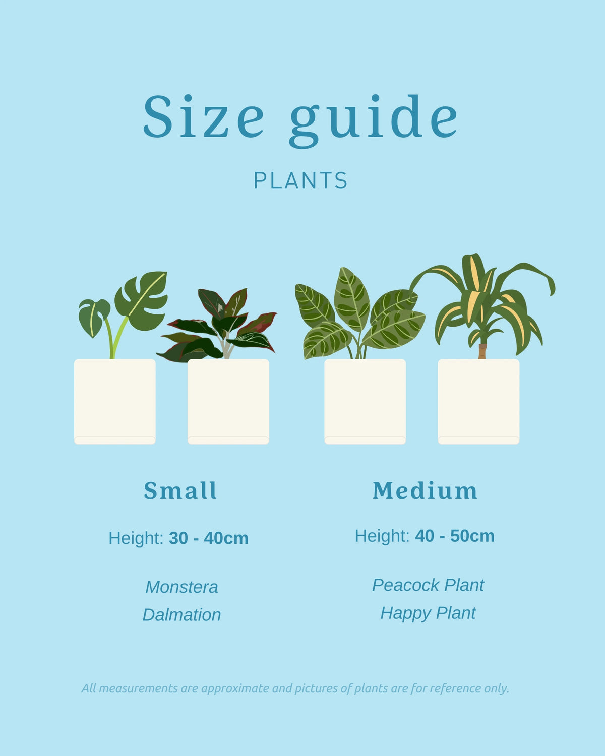 monstera plant size Monstera Plant + Pot