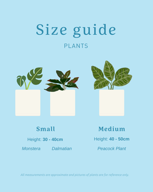 Plant + Prosecco