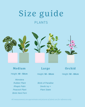 Plant + Care Kit