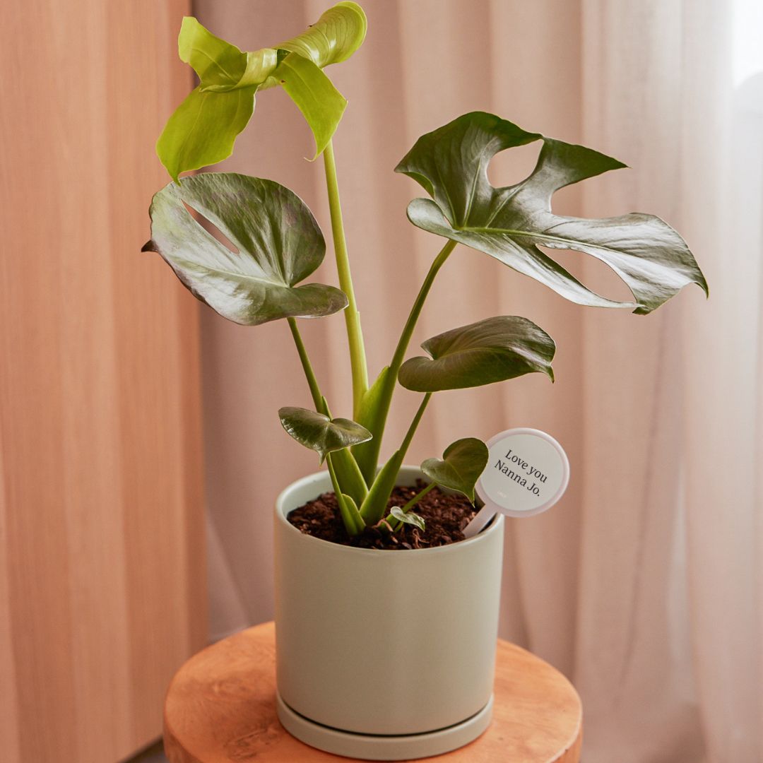 Personalised Plant + Pot Lucky Dip