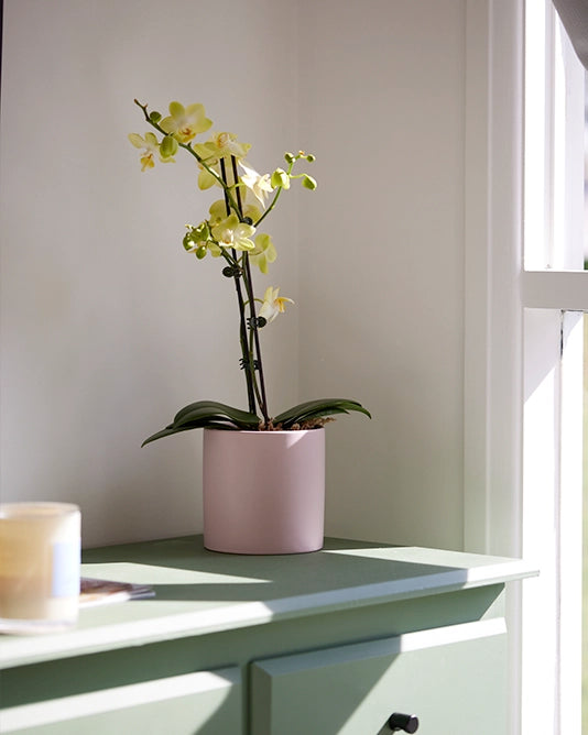 Orchid Plant + Pot