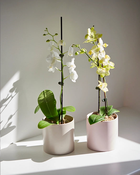 Orchid Plant + Pot