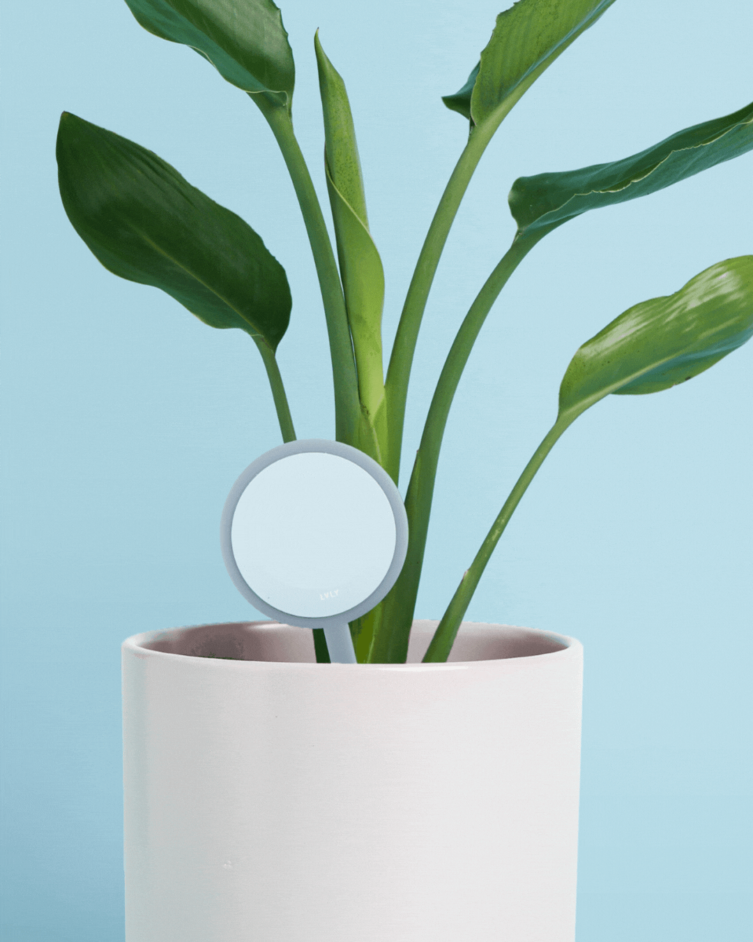 Personalised Plant + Pot