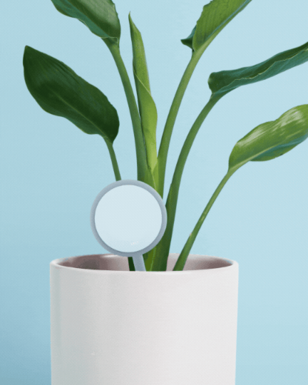 Personalised Plant + Pot