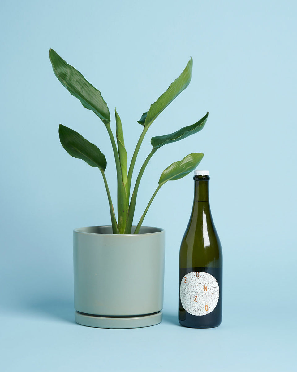 Plant + Prosecco Gift Box