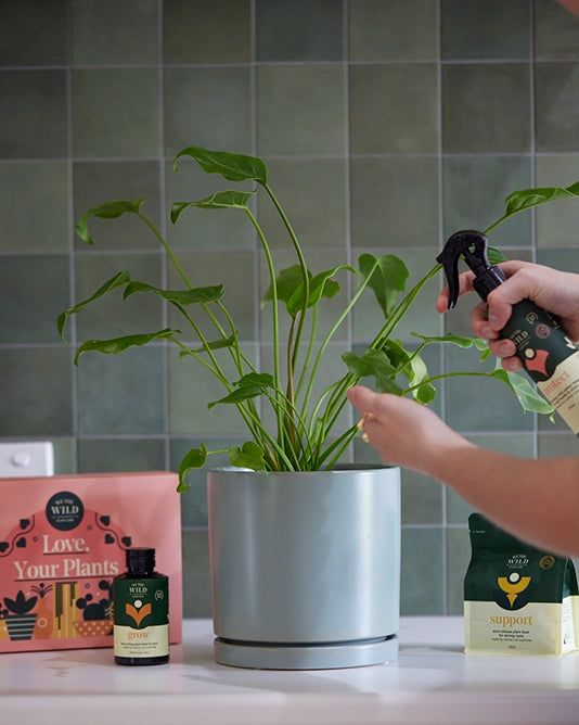 Plant Parent Care Kit