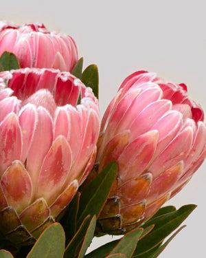 Proteas