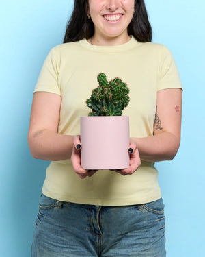 Sweet Cuddly Cactus